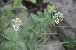 Plancia ëd Galium rubioides L.