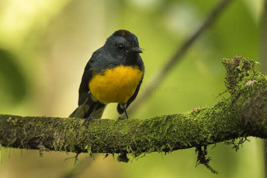 Myioborus miniatus (Swainson 1827) resmi