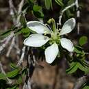 Image of Bauhinia morondavensis Du Puy & R. Rabev.