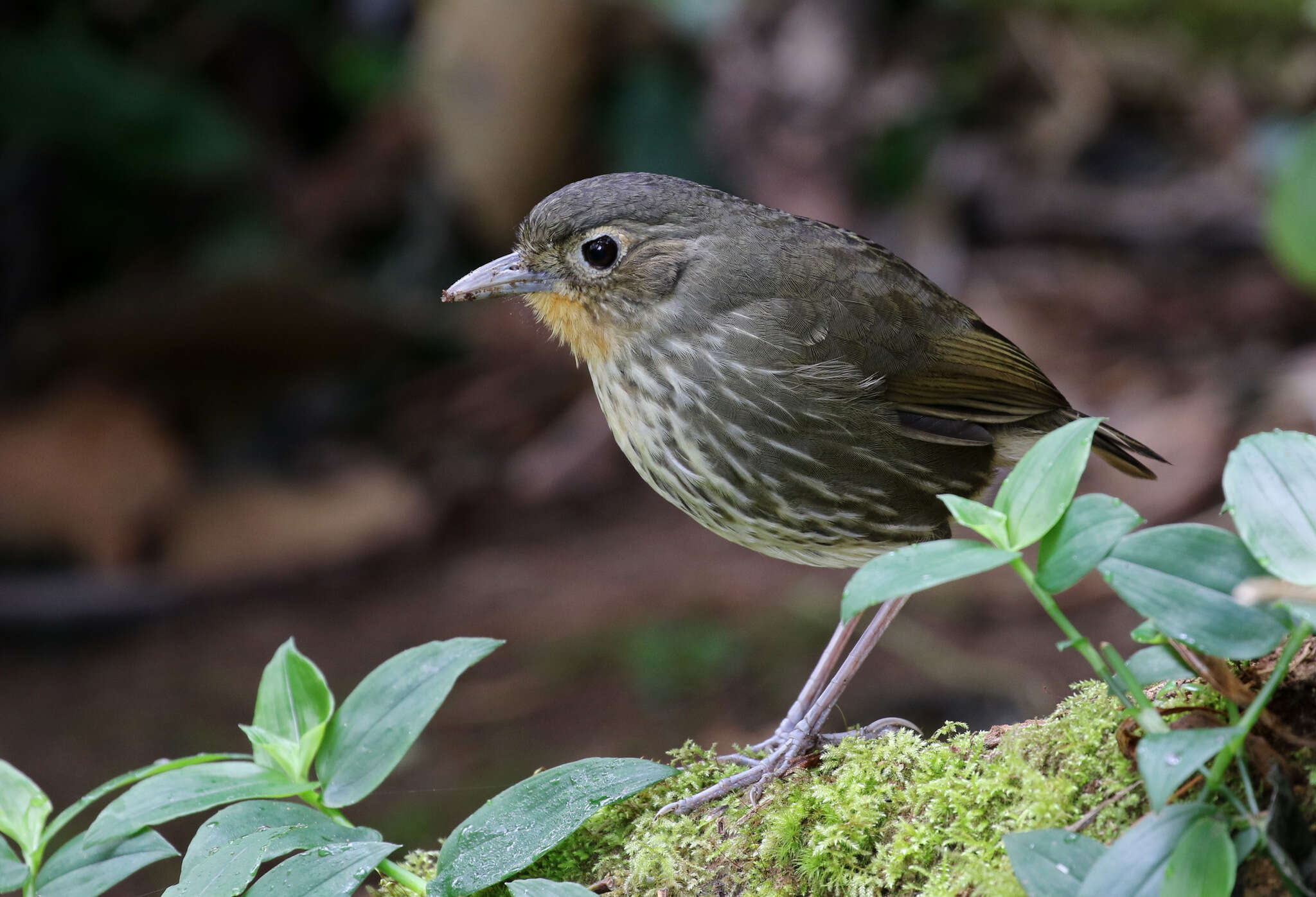 Image of Santa Marta Antpitta