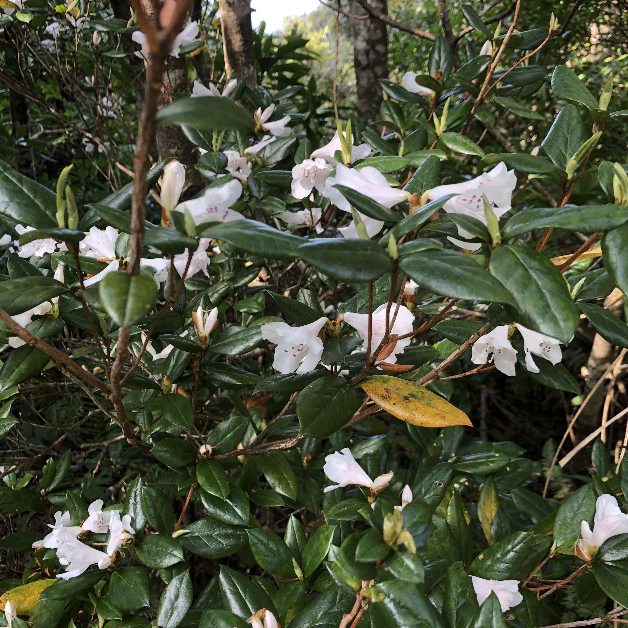 Image of Rhododendron tashiroi Maxim.