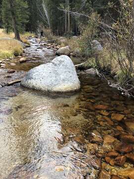 Image of Golden trout