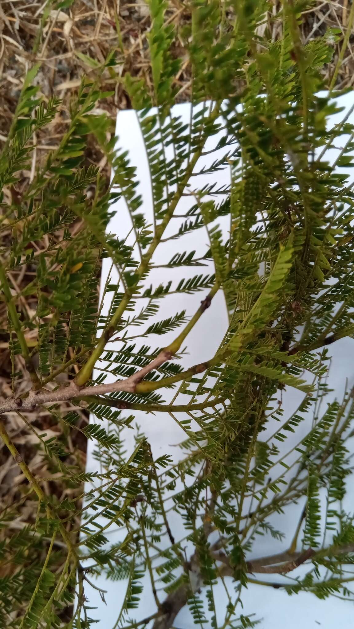 Image of Albizia bernieri Villiers