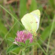 Image of pale cloudedyyellow