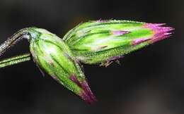 Image de Crupina crupinastrum (Moris) Vis.