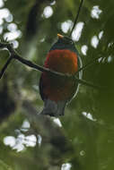 Image of Lattice-tailed Trogon