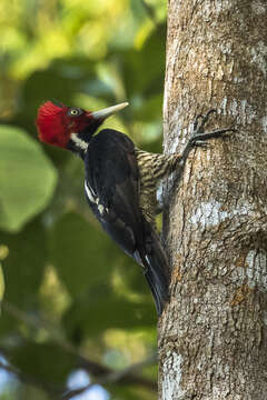 Image of Pale-billed Woodpecker