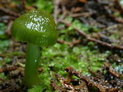 Image of Gliophorus viridis (G. Stev.) E. Horak 1971