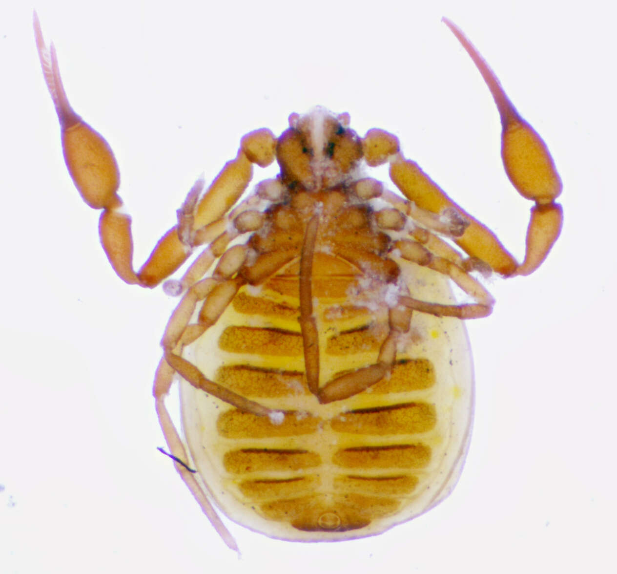 Image of Atoposphyronida Harvey ex Benavides et al. 2019