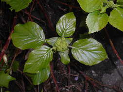 Image of Japanese climbing hydrangea