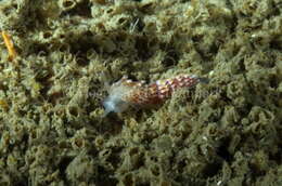Image of corange-tip cuthona