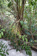 Image of Syagrus schizophylla (Mart.) Glassman