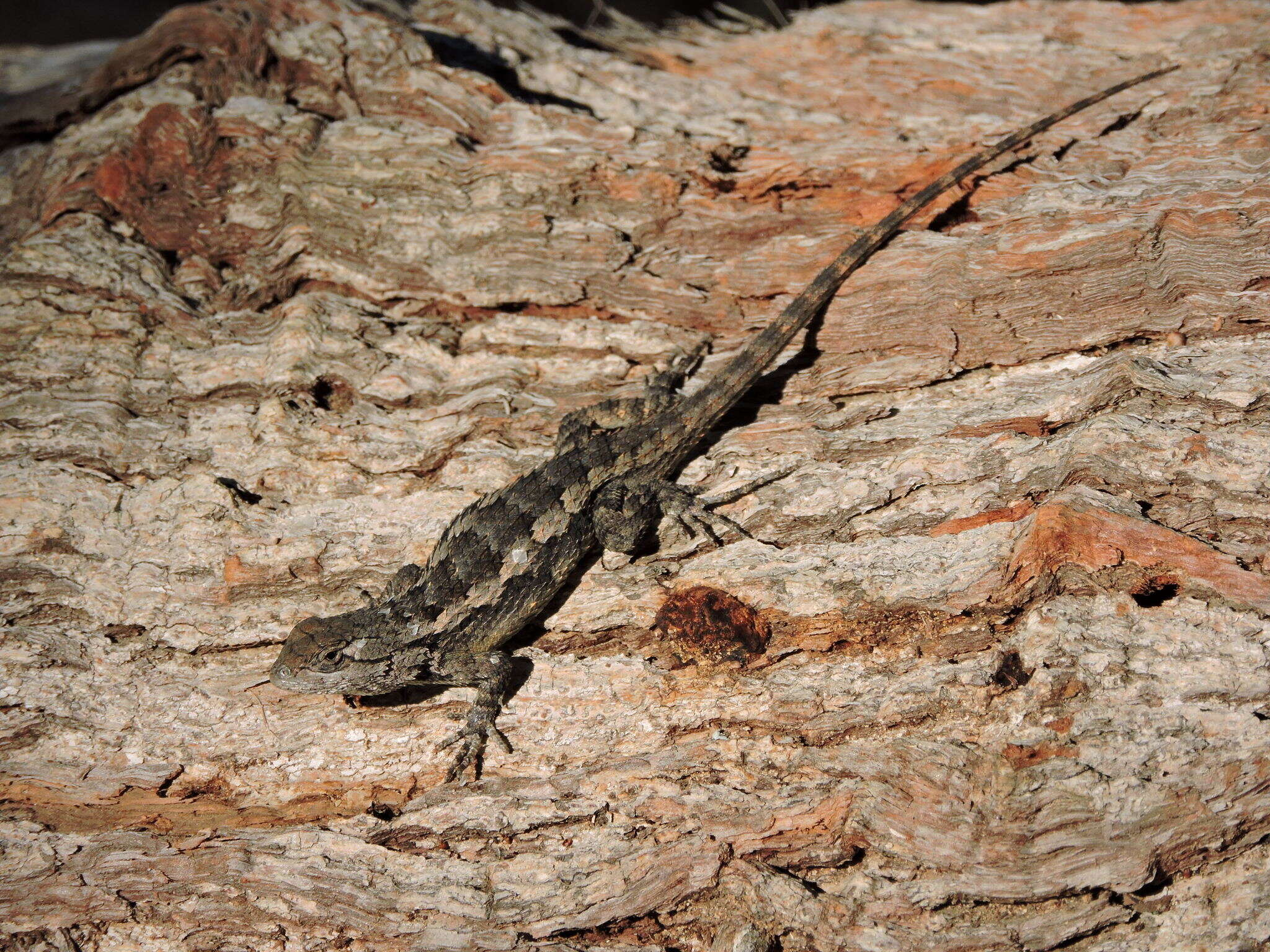 Sivun Sceloporus olivaceus Smith 1934 kuva