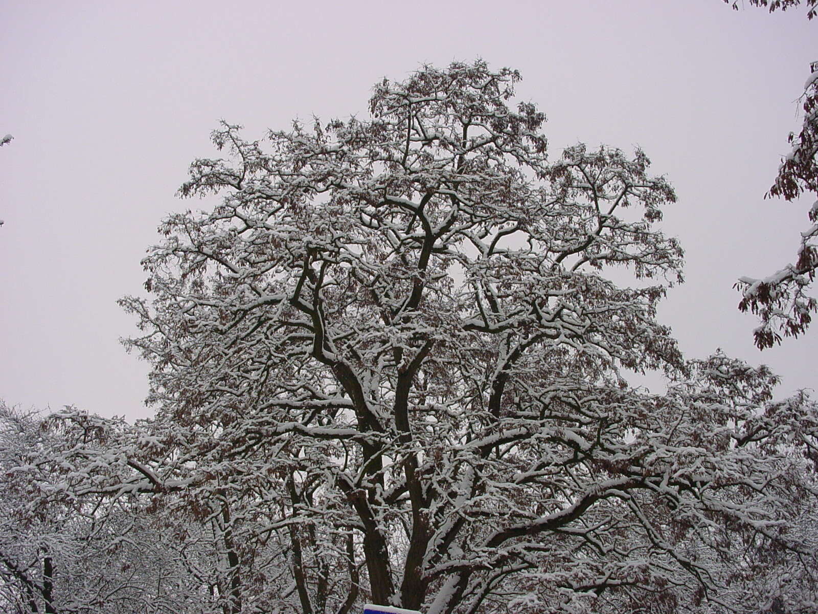 Image of black locust