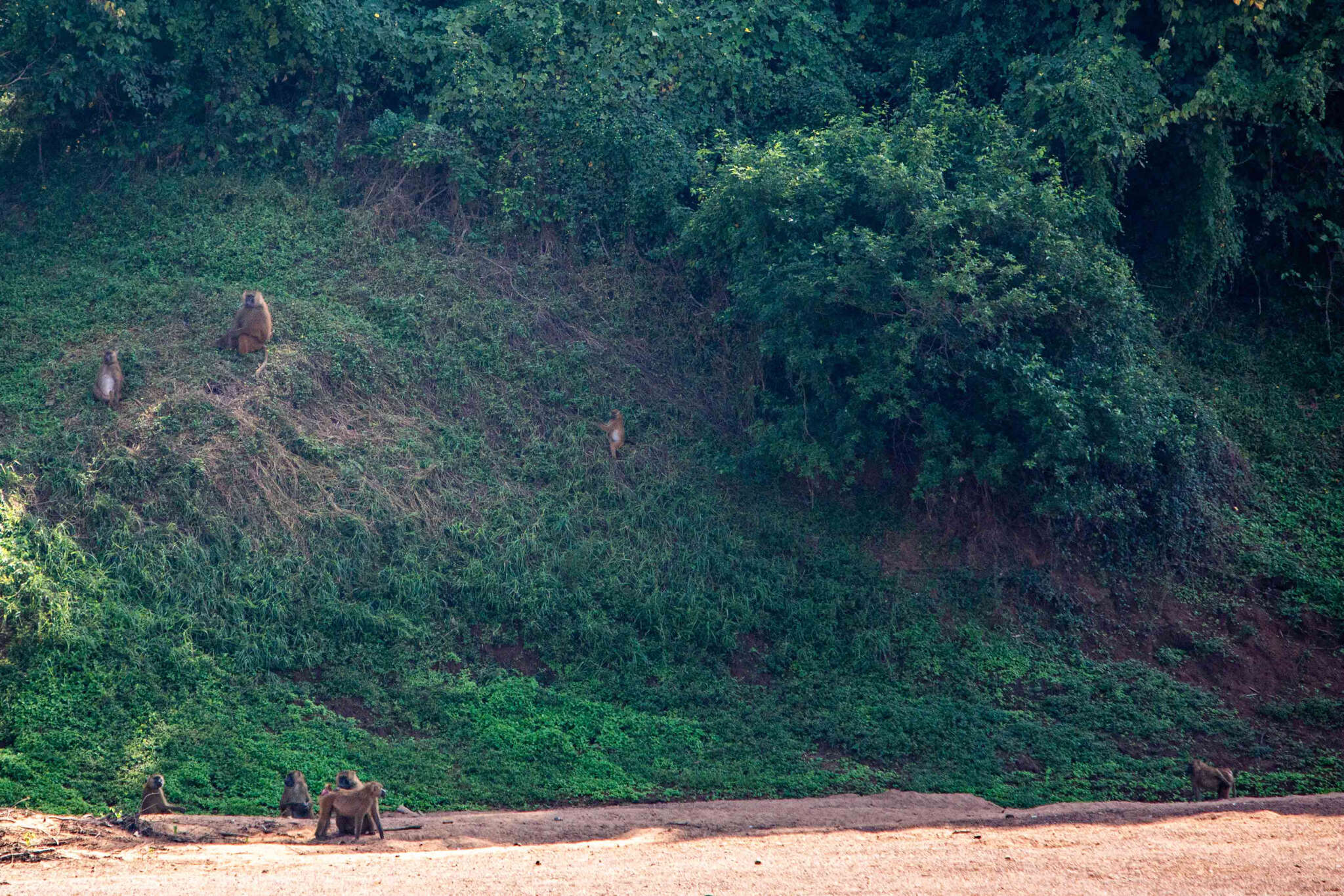 Image of Guinea Baboon