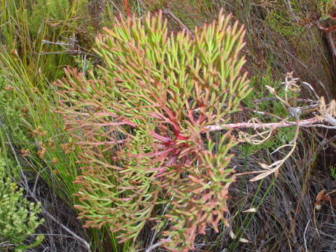 Sivun Serruria elongata (Berg.) R. Br. kuva