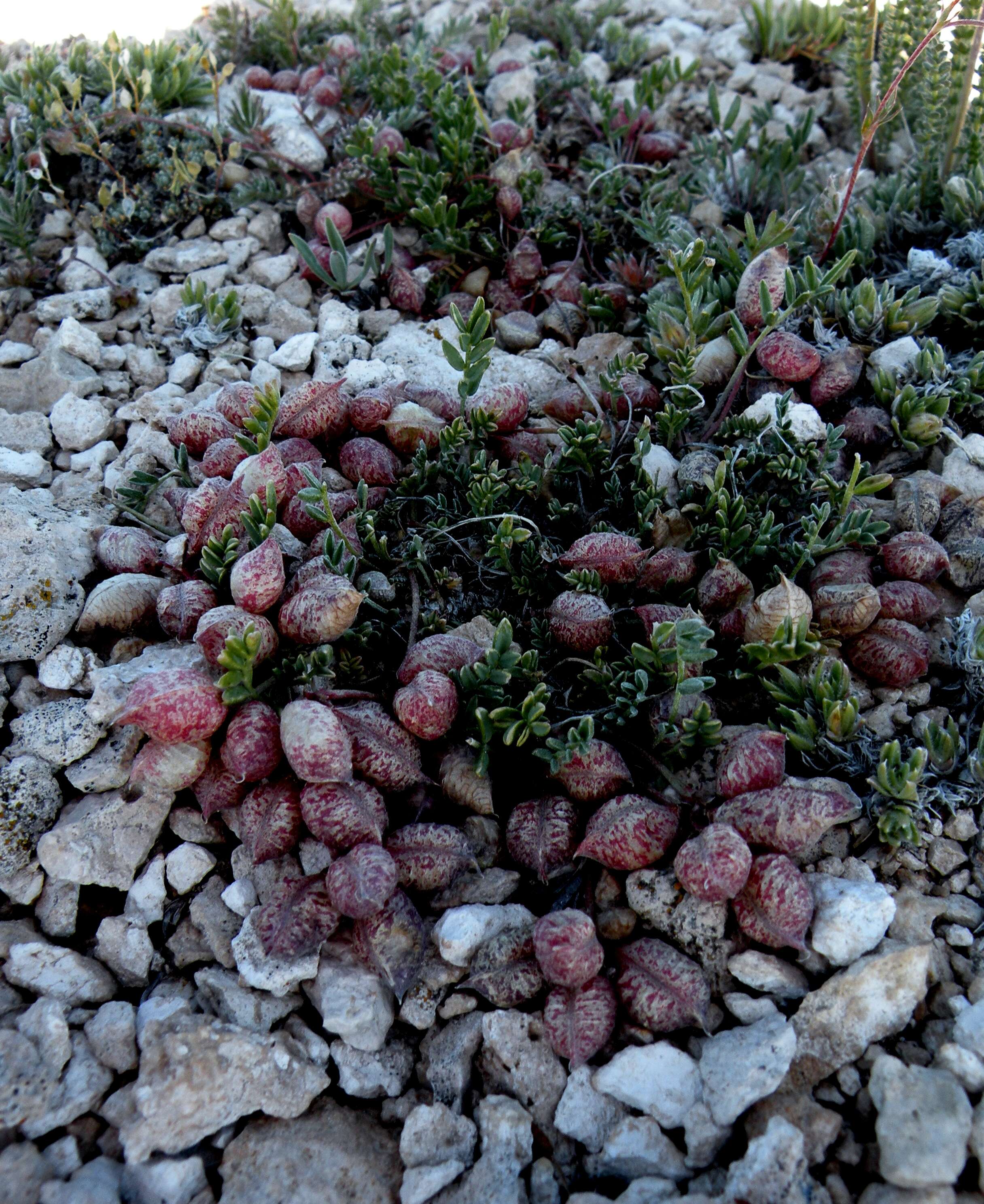 Image of Monti's milkvetch