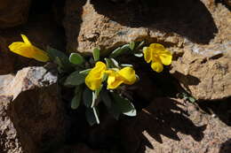 Image of Avery Peak twinpod