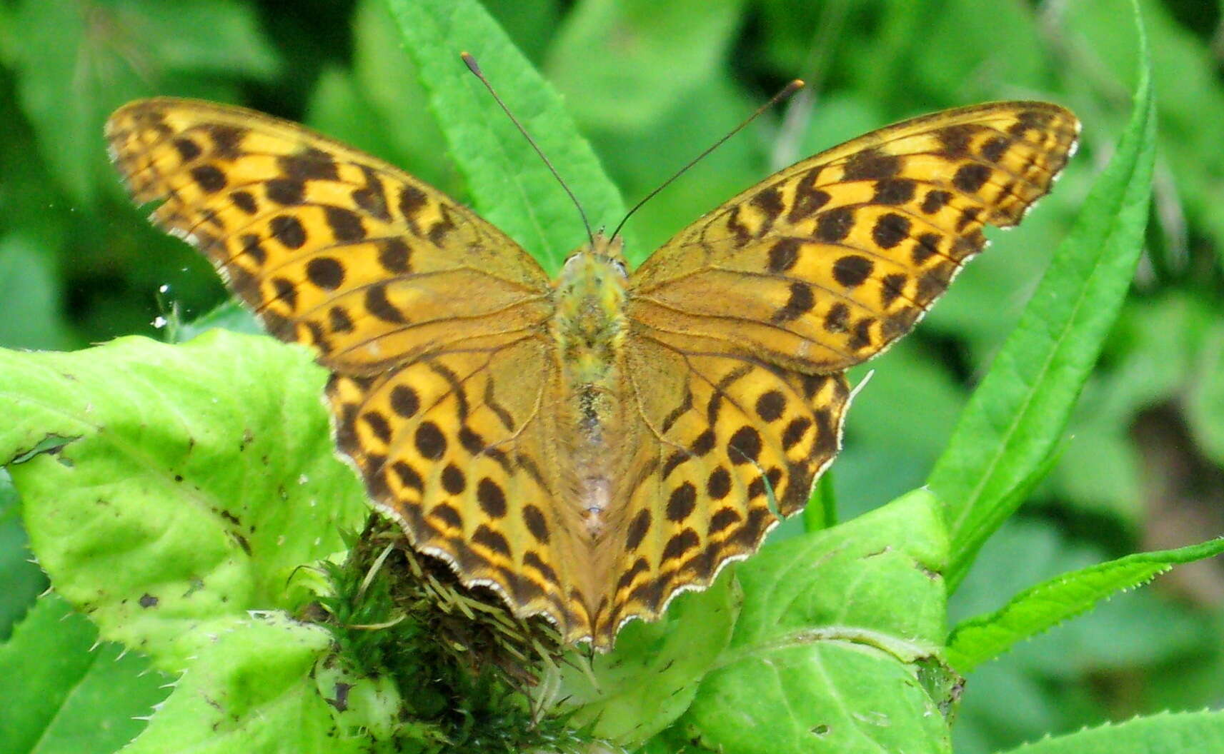 Image of silver-washed fritillary