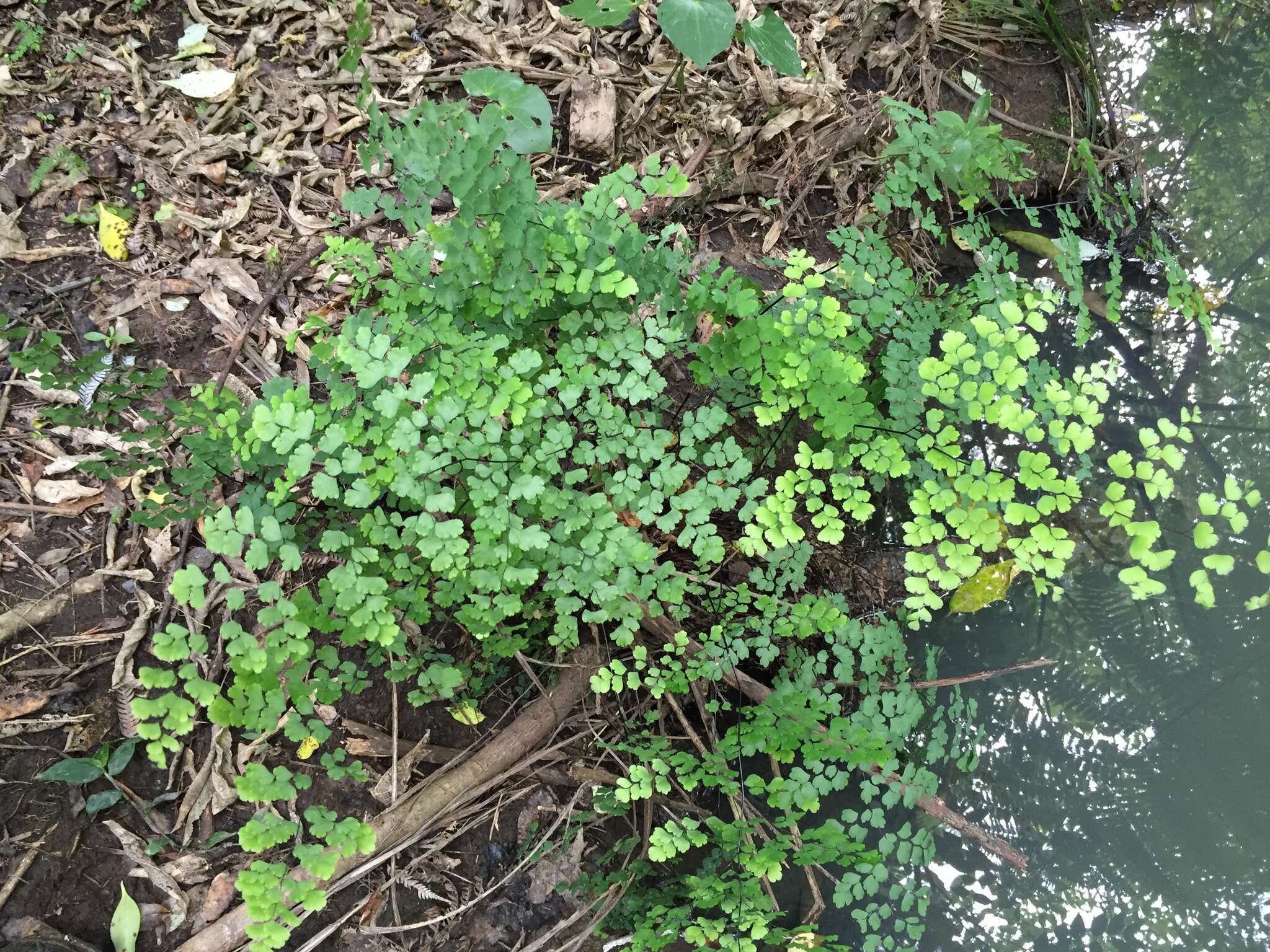 Image de Adiantum raddianum C. Presl