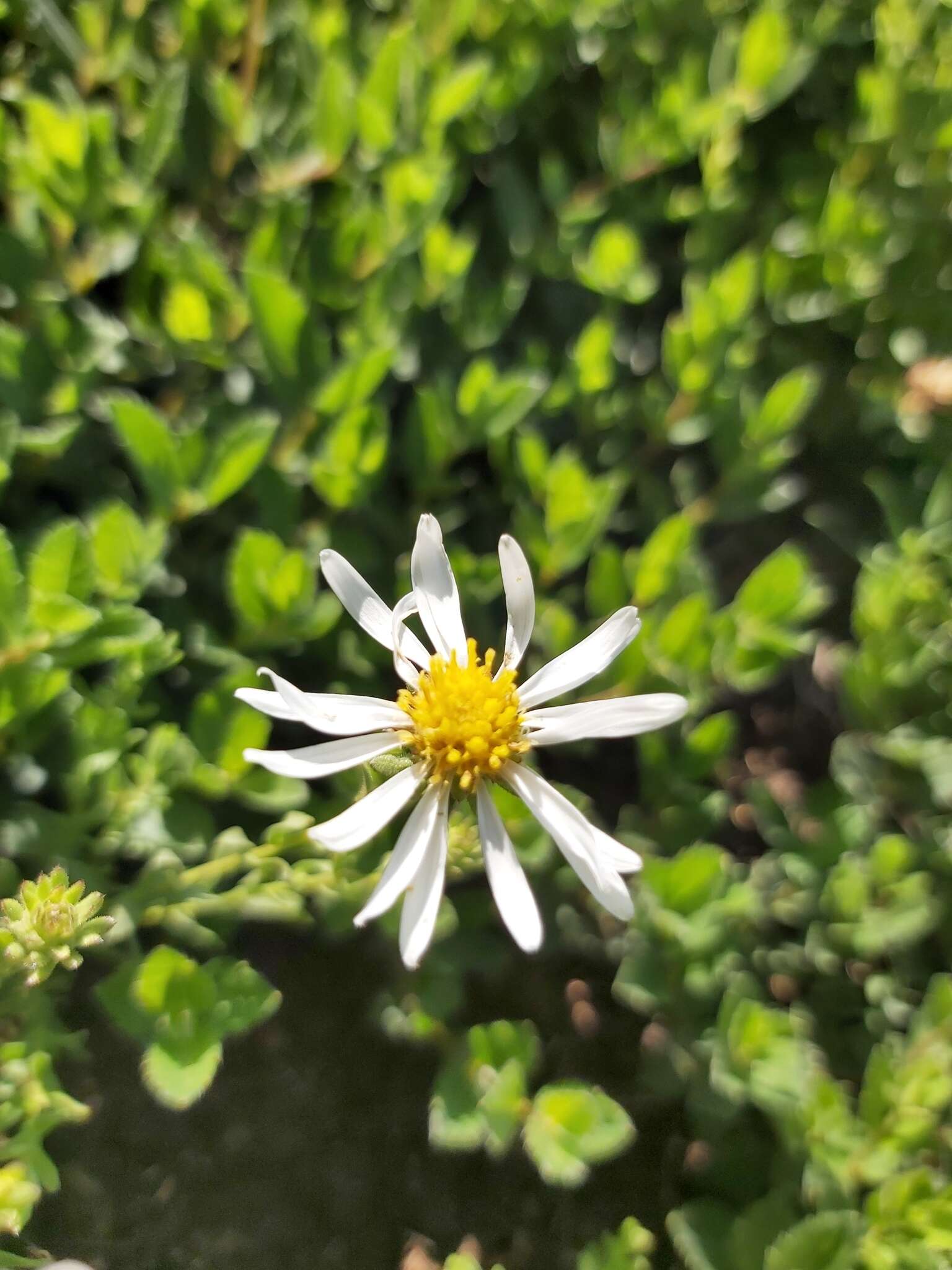 Image de Symphyotrichum trilineatum (Sch. Bip. ex Klatt) G. L. Nesom