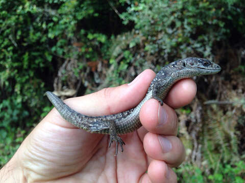 Image of northern alligator lizard