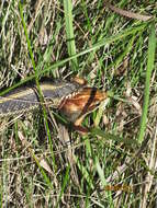 Image of Wood Frog