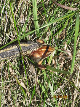 Lithobates sylvaticus (Le Conte 1825) resmi