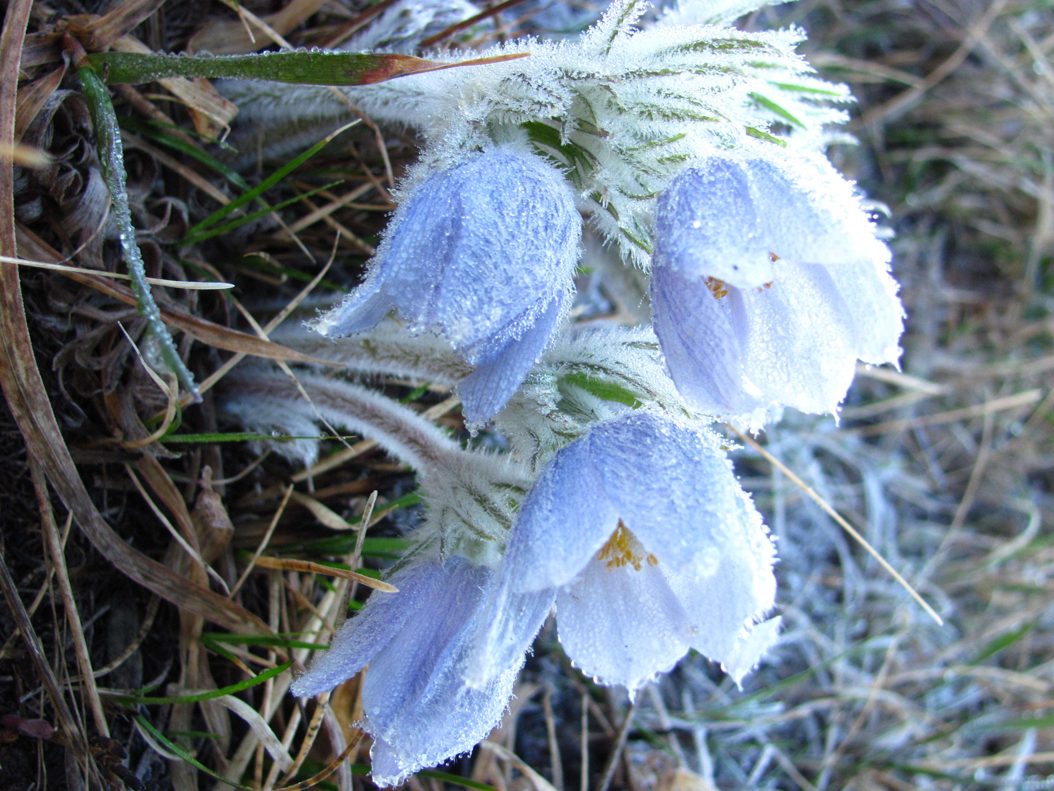 Image of Eastern Pasque Flower