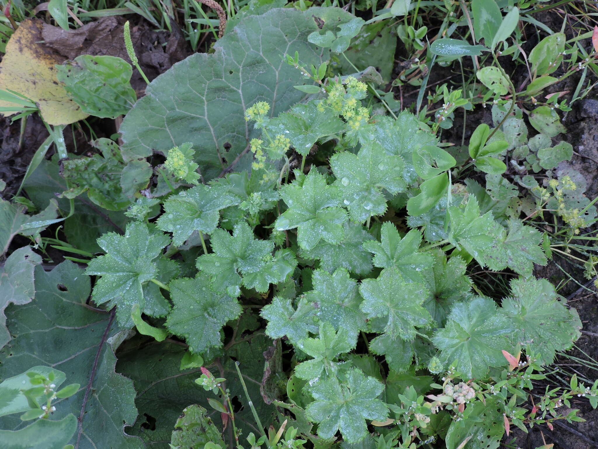 صورة Alchemilla filicaulis Buser