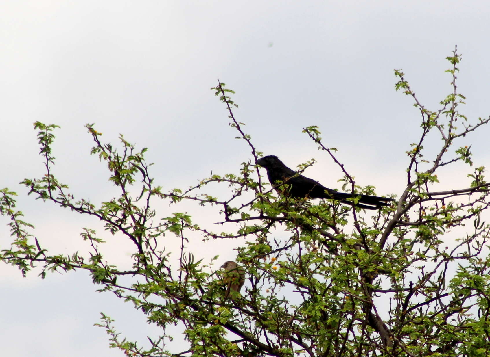 Sivun Crotophaga Linnaeus 1758 kuva