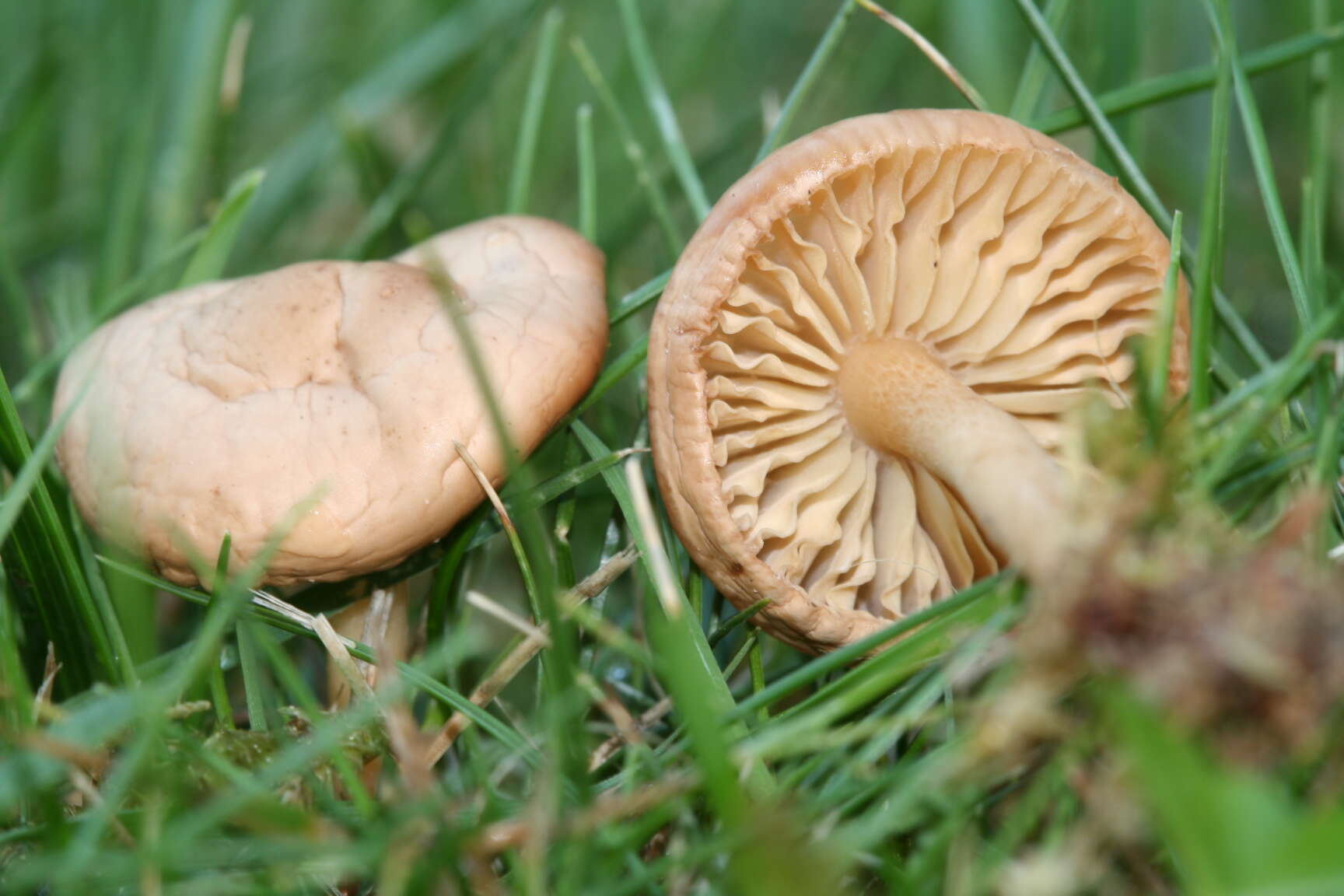 صورة Marasmius oreades (Bolton) Fr. 1836