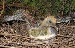 Image of Kererū