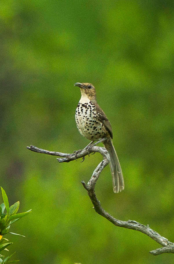 صورة Toxostoma ocellatum (Sclater & PL 1862)