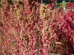 Image of quinoa