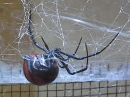 Plancia ëd Latrodectus corallinus Abalos 1980