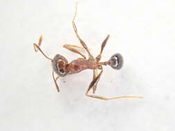 Image of Pheidole capensis Mayr 1862