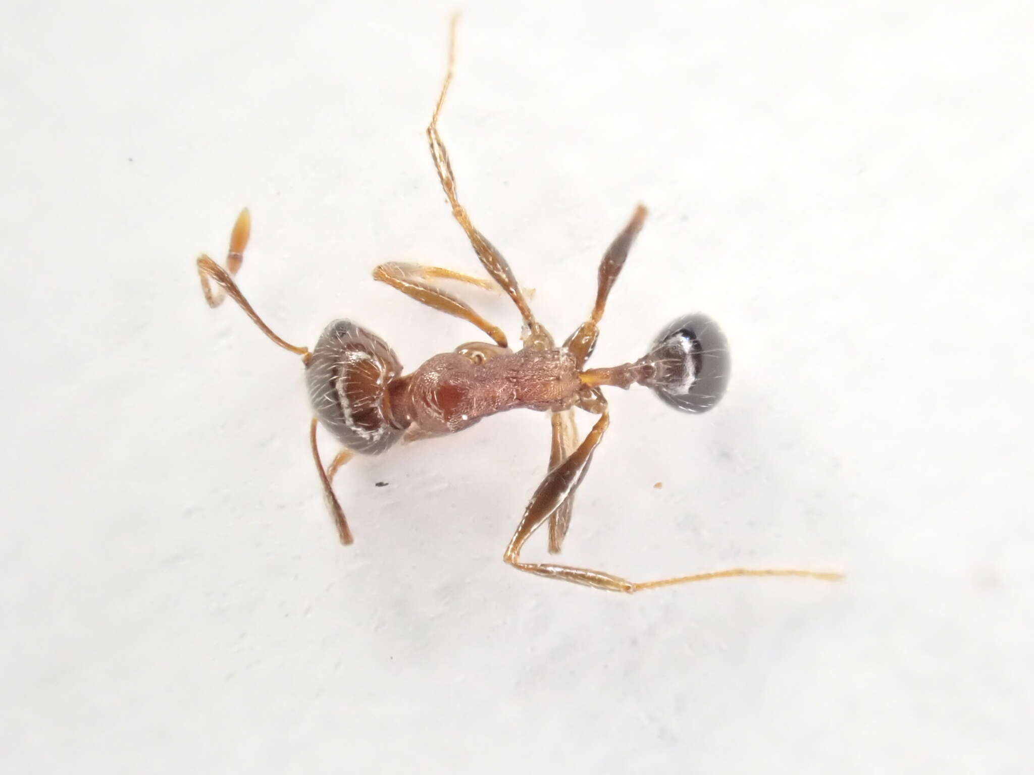 Image of Pheidole capensis Mayr 1862