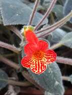 Image of Kohleria amabilis var. bogotensis (Nichols.) L. P. Kvist & L. E. Skog