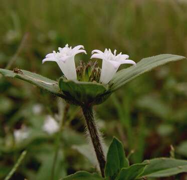 Image of rough Mexican clover