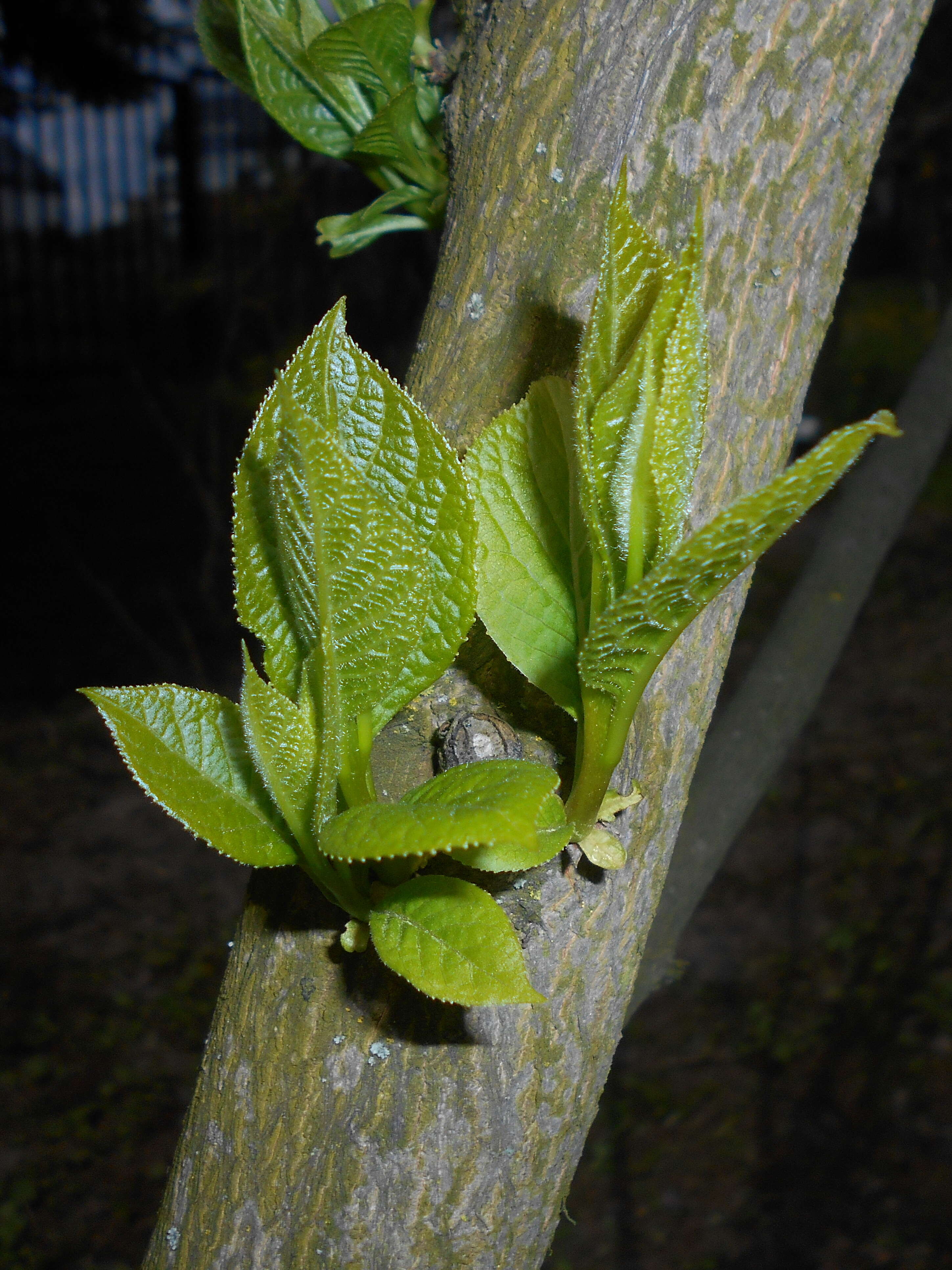 Image of Pterostyrax hispidus Sieb. & Zucc.