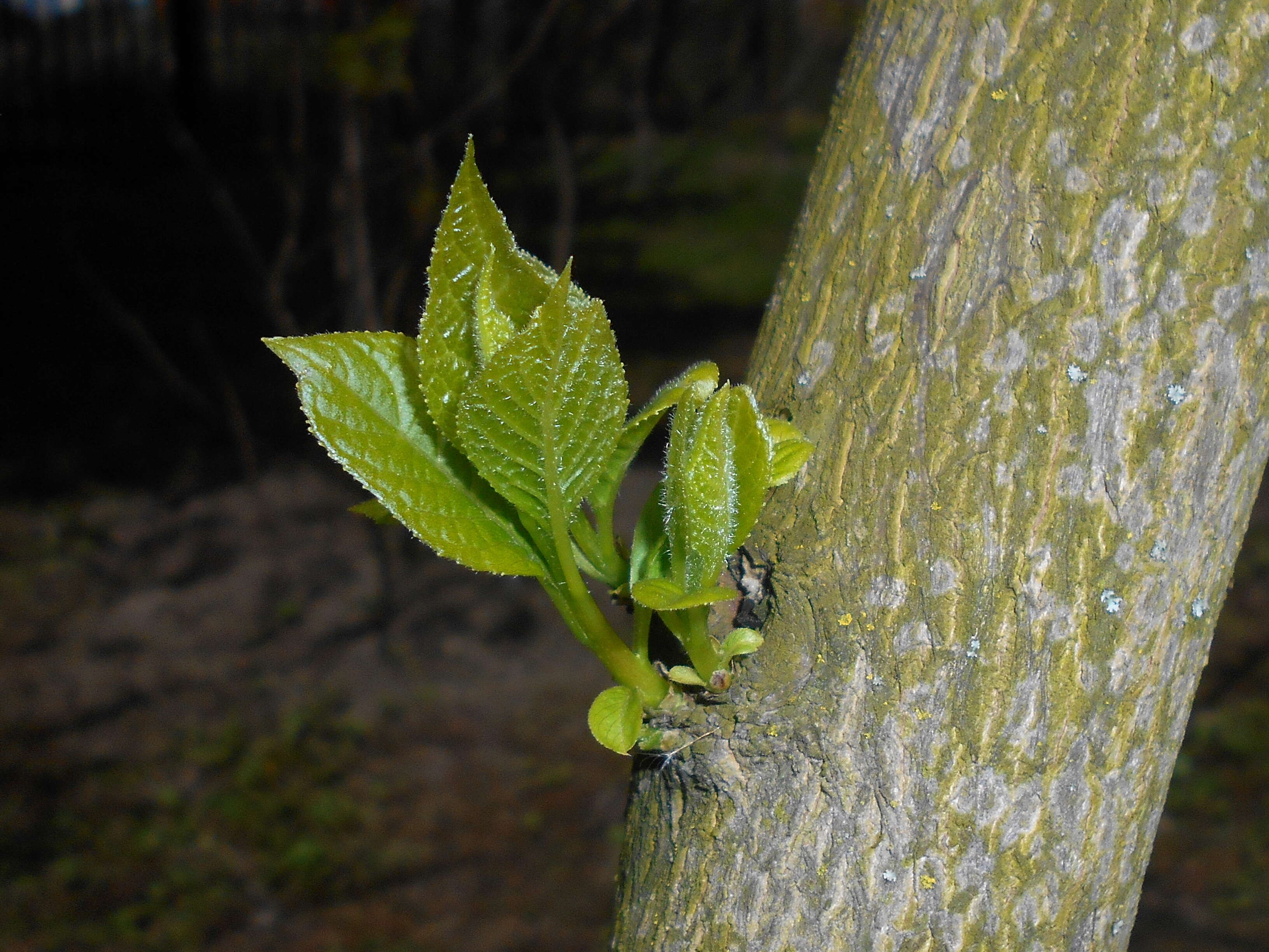 Image of Pterostyrax hispidus Sieb. & Zucc.