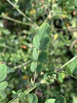 Imagem de Indigofera lupatana Baker fil.