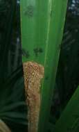 Image of Palm Leaf Skeletonizer
