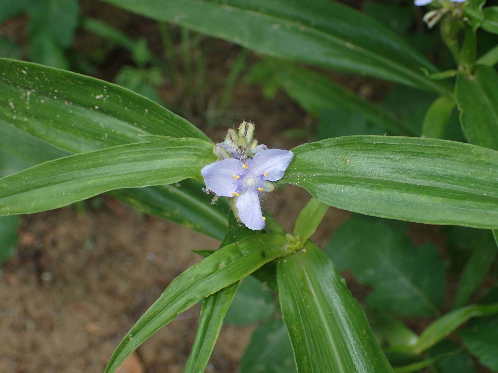 Image of zigzag spiderwort