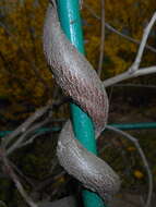 Image of Chinese wisteria