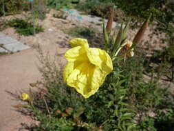 Image of redsepal evening primrose