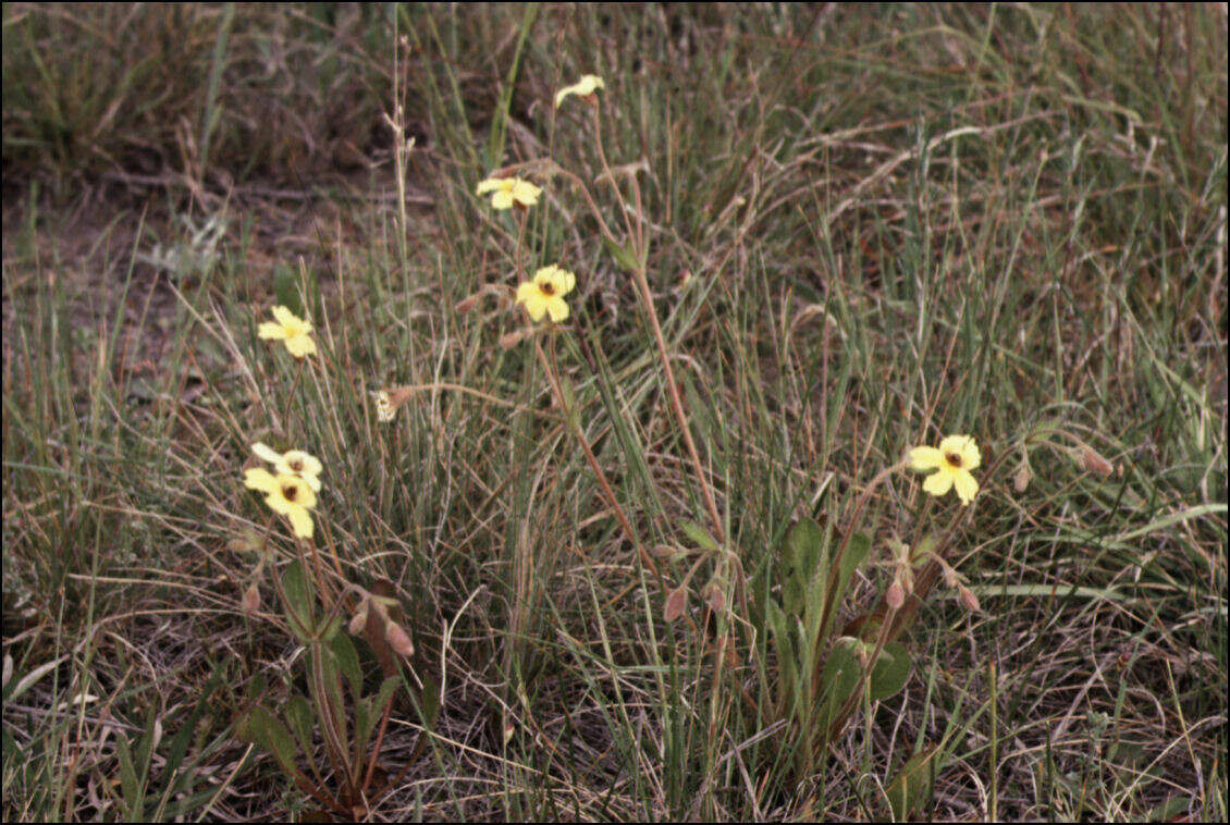 Image of Goodenia paradoxa