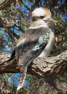 Image of Kookaburra