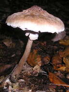 Image of Macrolepiota procera (Scop.) Singer 1948